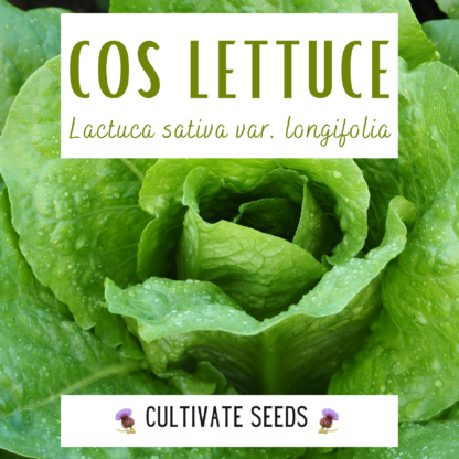 Cos Lettuce