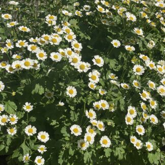 Feverfew