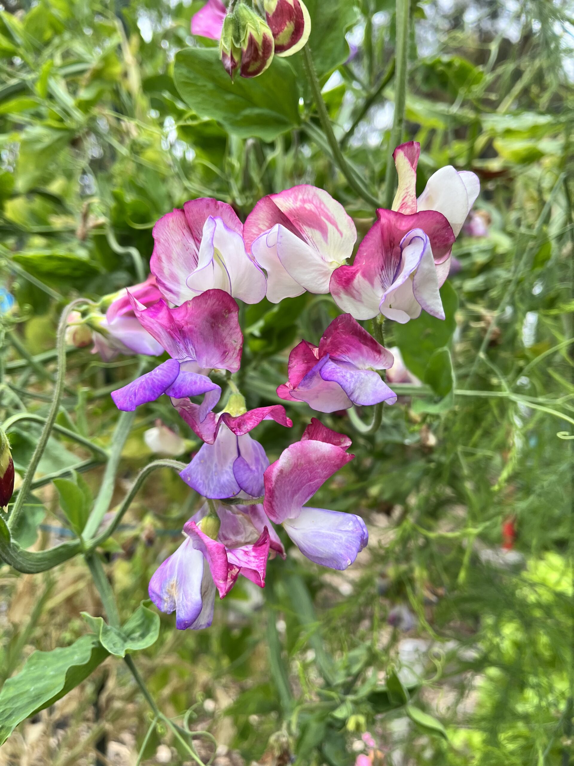 SweetPeas - Bright Pink SweetPeas - Bright Pink - Image 2