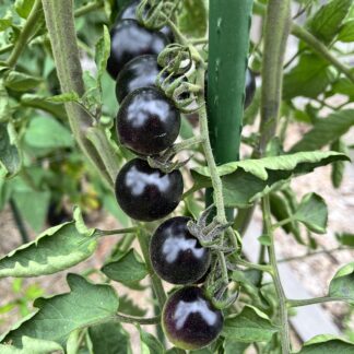 Tomato - Fahrenheit Blues