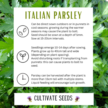 Italian Parsley