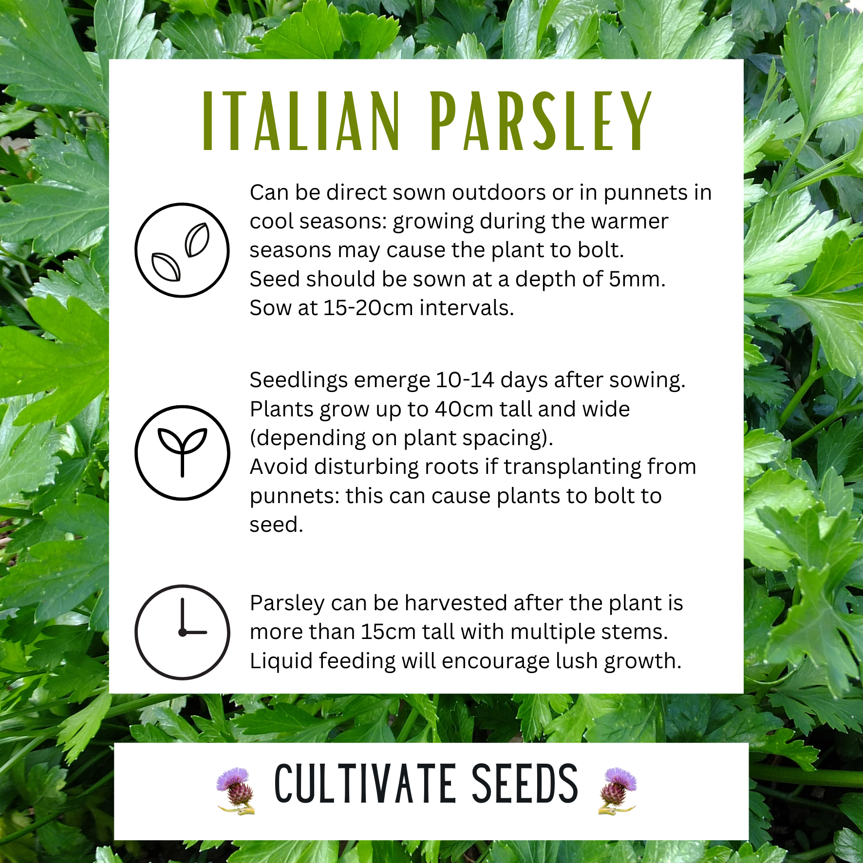 Italian Parsley Italian Parsley - Image 2