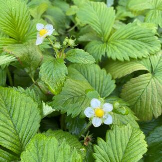 Alpine Strawberry Runners