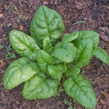 Spinach - Bloomsdale Long Standing