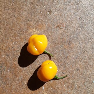 Golden Habanero Chilli