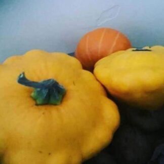 Custard Squash