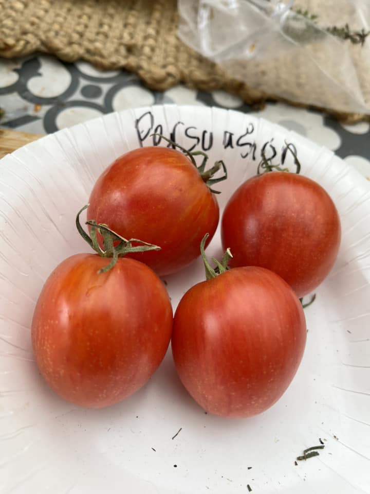 Tomato - Persuasion Tomato - Persuasion