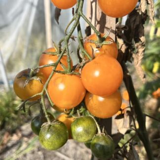 Tomato - Honey Bee Cherry