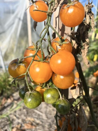 Tomato - Honey Bee Cherry