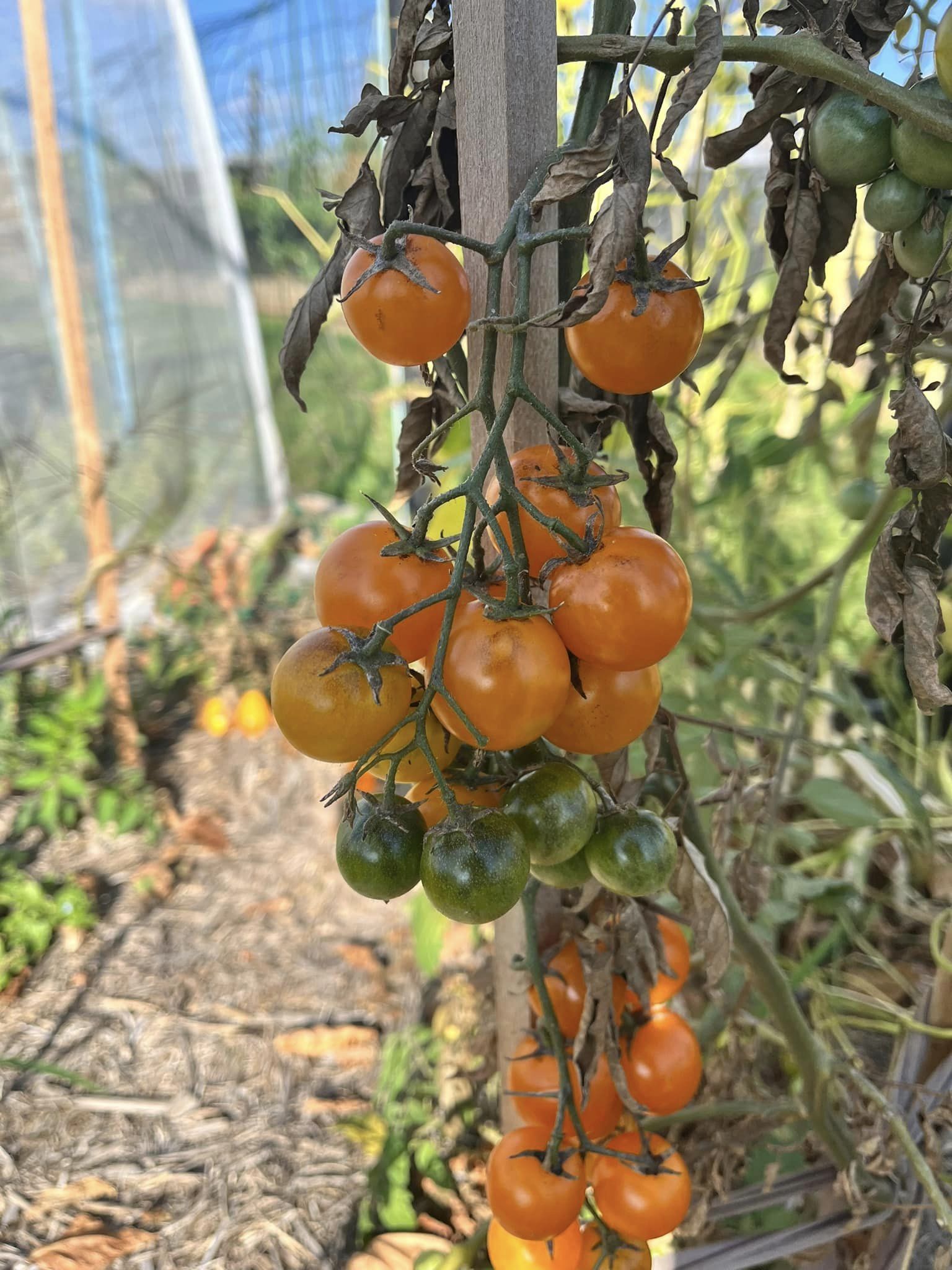 Tomato - Honey Bee Cherry Tomato - Honey Bee Cherry - Image 2