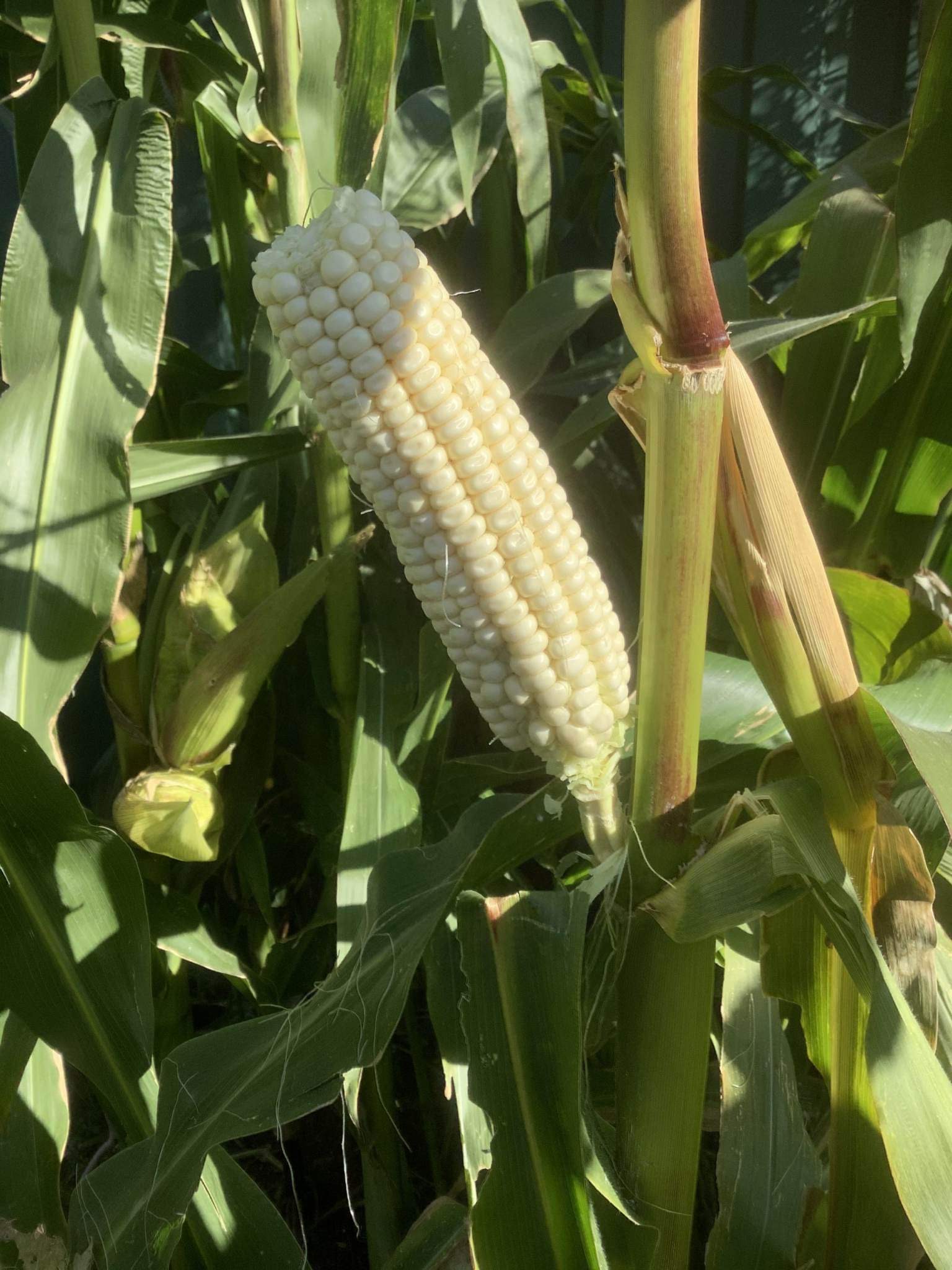 Silvermine White Corn Bulk Pack Silvermine White Corn Bulk Pack