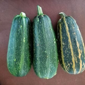 Green Stripped Marrow