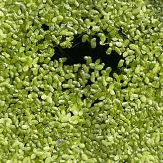 Common Duckweed - Lemna minor, Pond weed, Duck weed a
