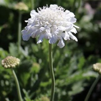 Scabiosa Pincushion Snowwhite