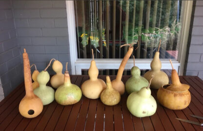 Gourd - Mystery Shapes