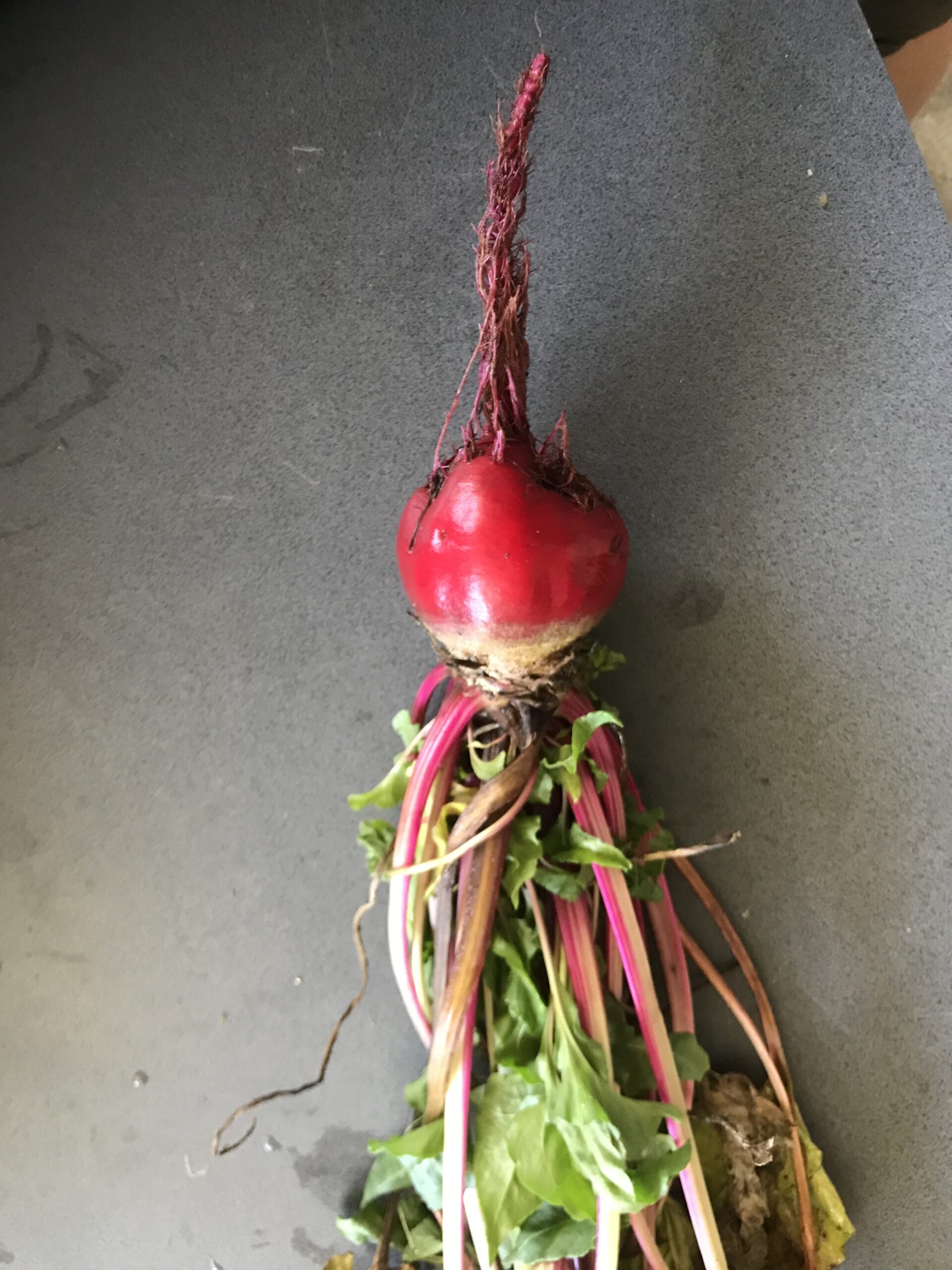 Beetroot - Chioggia Beetroot - Chioggia - Image 2