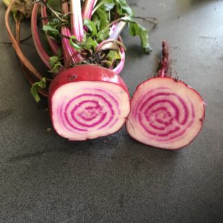 Beetroot - Chioggia
