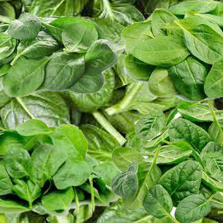 Spinach ‘Baby Leaf’ - Spinacia oleracea 25 seeds
