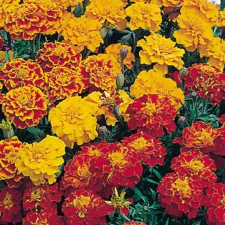 French Marigold Bonita Mix