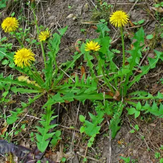 Dandelion - Taraxacum Officinale