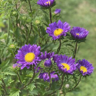 Aster Tall China Purple