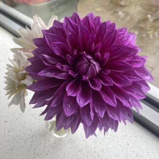 Dahlia
