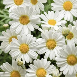 Marguerite Daisy White