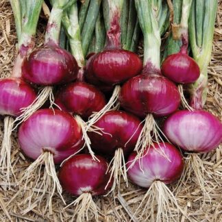 Red Onion