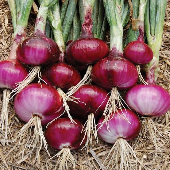 Red Onion Red Onion