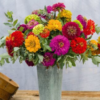 Zinnia Elegans Mixed