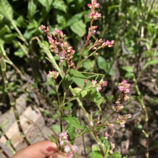 Japanese Indigo (Persicaria Tinctoria) (Bulk pack)