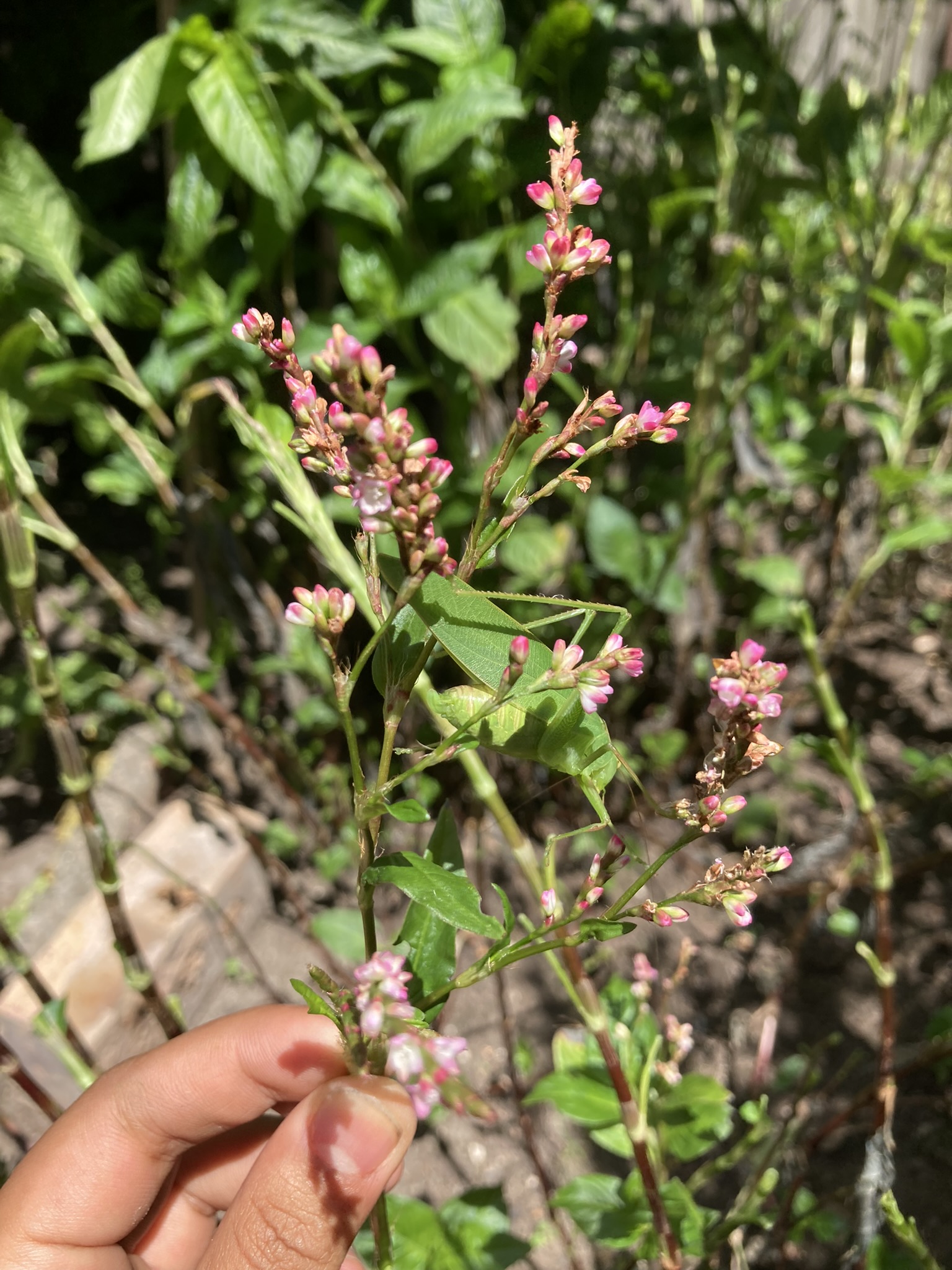 Indigo (Persicaria Tinctoria) Indigo (Persicaria Tinctoria) - Image 2