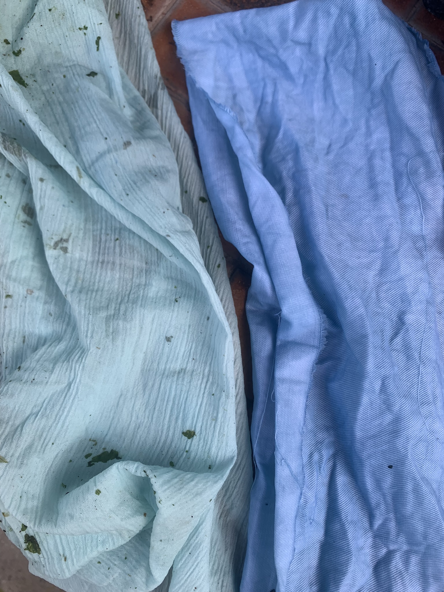 Indigo (Persicaria Tinctoria) Indigo (Persicaria Tinctoria) - Image 4