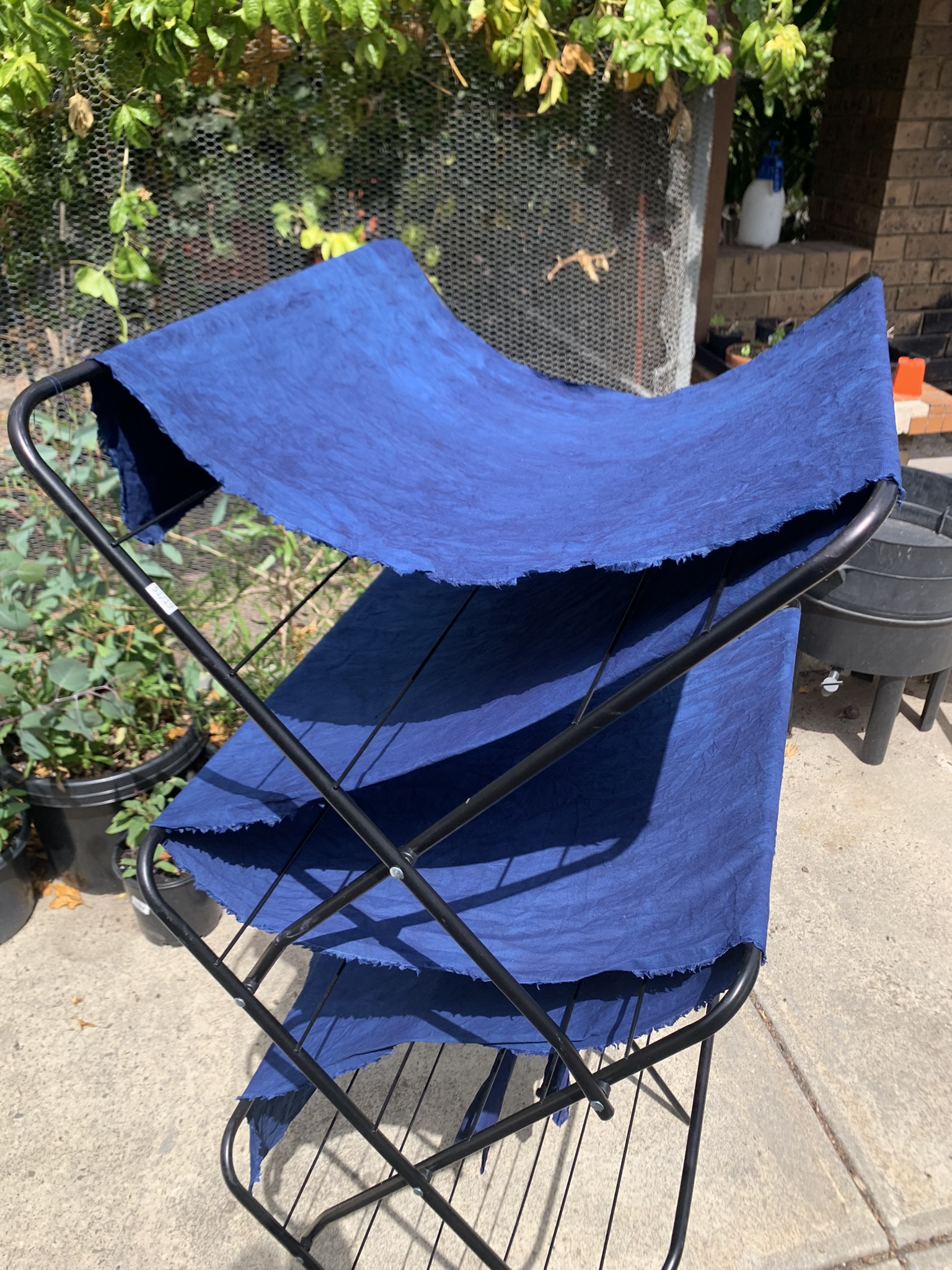 Indigo (Persicaria Tinctoria) Indigo (Persicaria Tinctoria) - Image 5