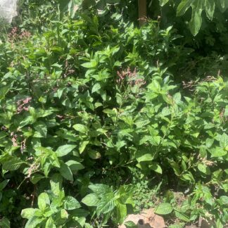 Indigo (Persicaria Tinctoria)