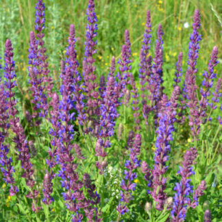 Meadow Sage