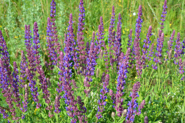 Meadow Sage Meadow Sage