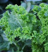 Mustard seeds Tasmania