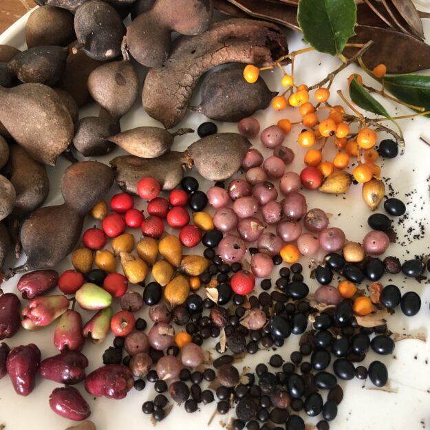 Seeds for Syntropy