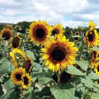 Sunflower