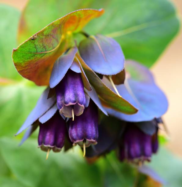 Honeywort Honeywort