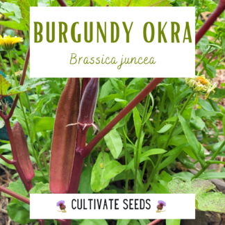 Burgundy okra