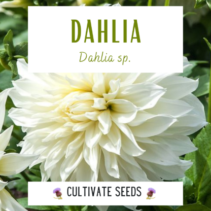 White Decorative Dahlia