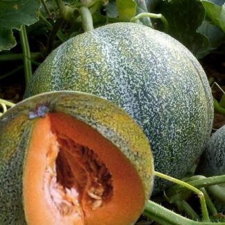 Rockmelon 'Petit Gris De Rennes'