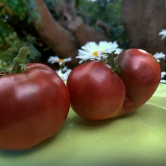 Tomato Black from Tula