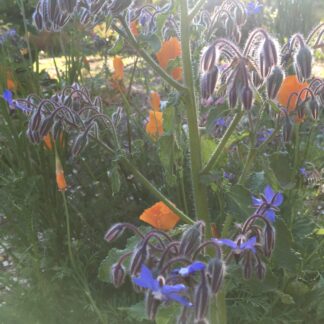 Borage