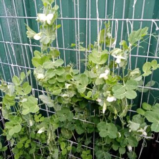 Snow Pea Climbing