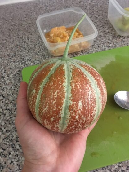 Kajari Melon / Indian Rockmelon