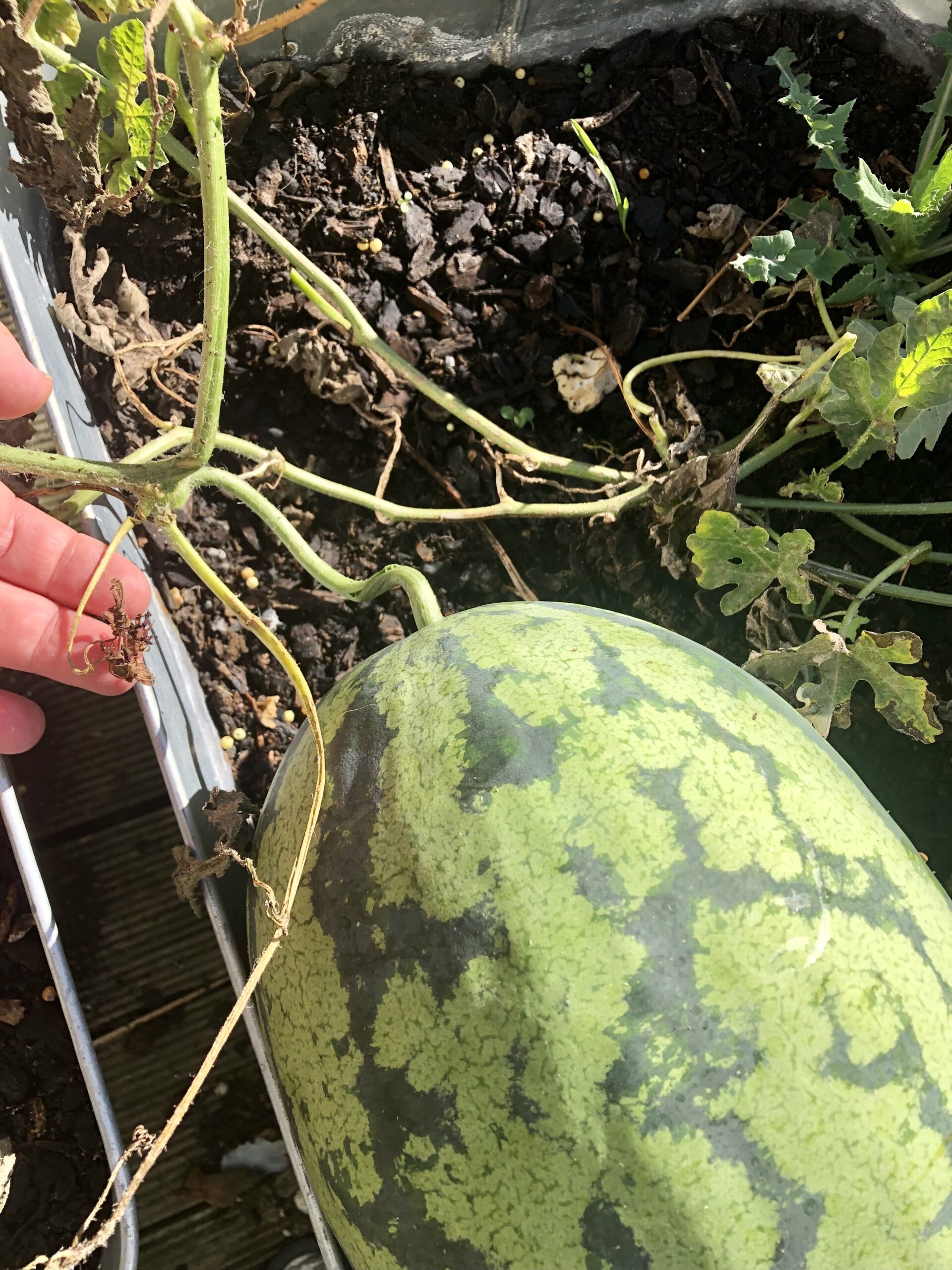 thumbnail image 2 of 50+ Orangeglo Watermelon Seeds – Large, Sweet, 20-30 Lbs, NON-GMO – USA 2 of 5
