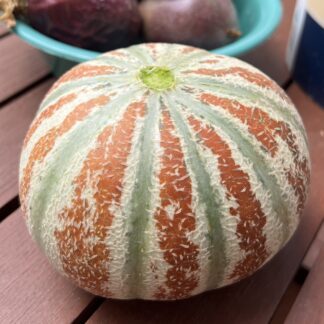 Kajari Melon / Indian Rockmelon
